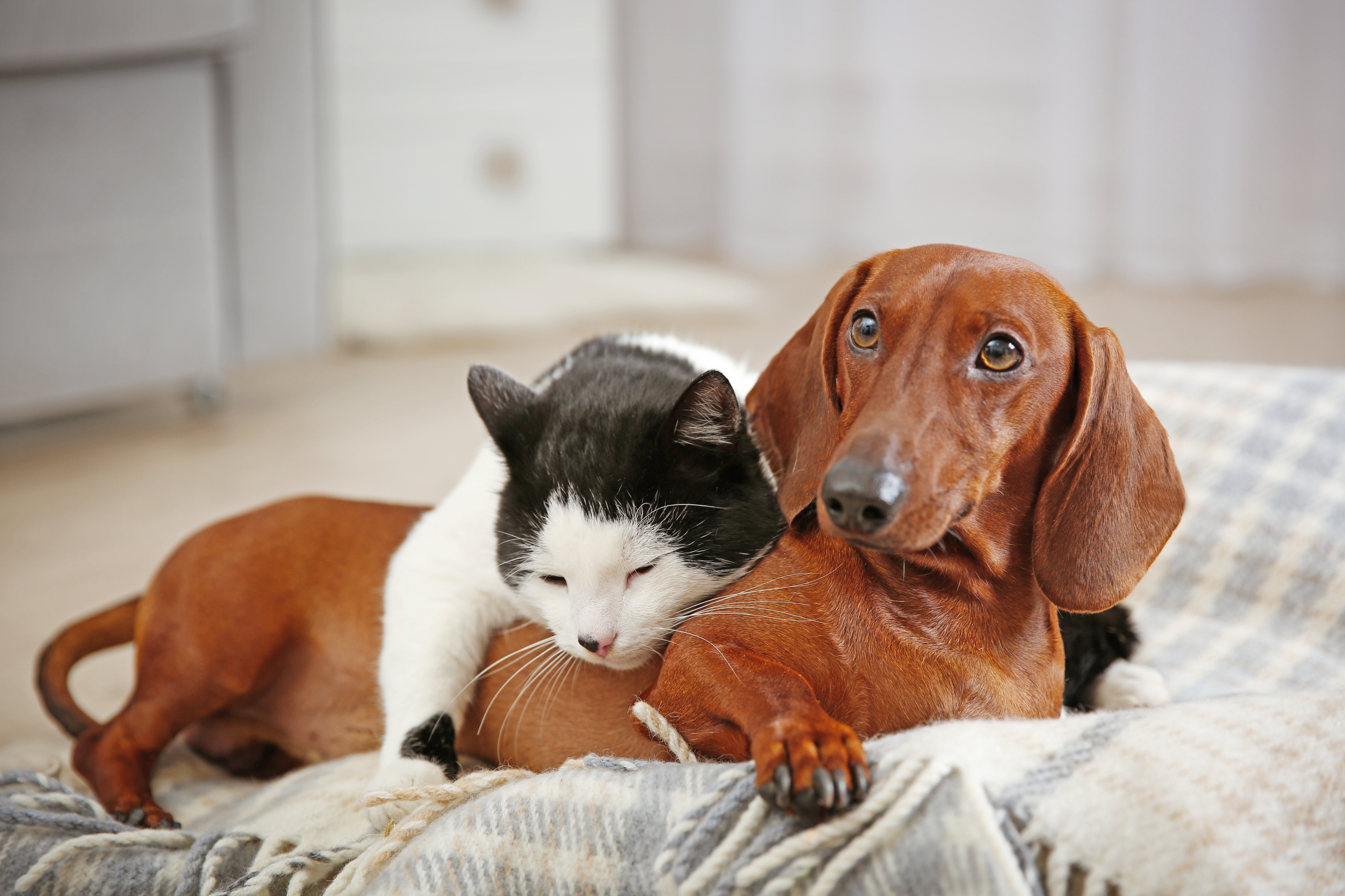 Happy tails