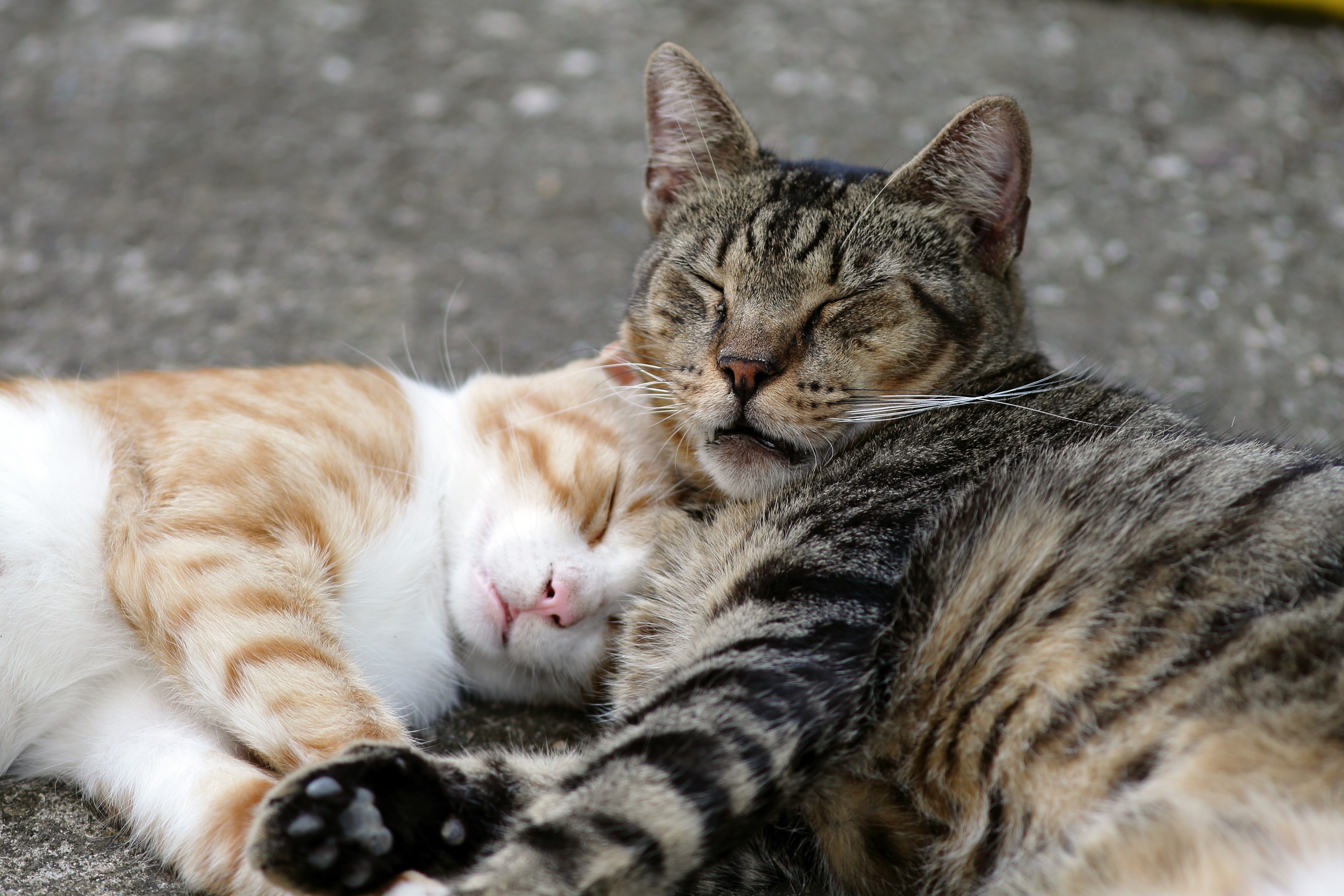 Buddy and Charlie adoption success story