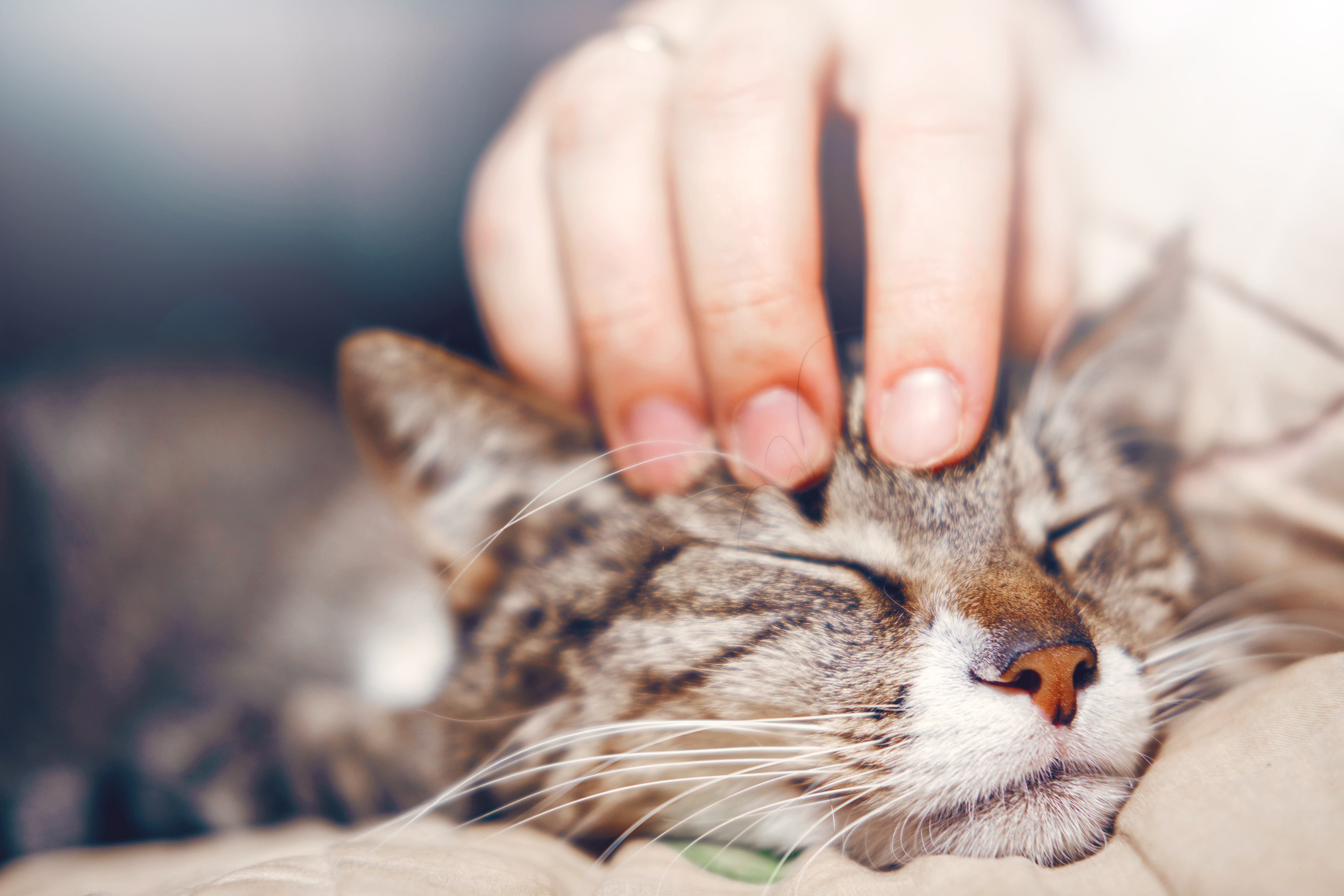 Mochi adoption success story