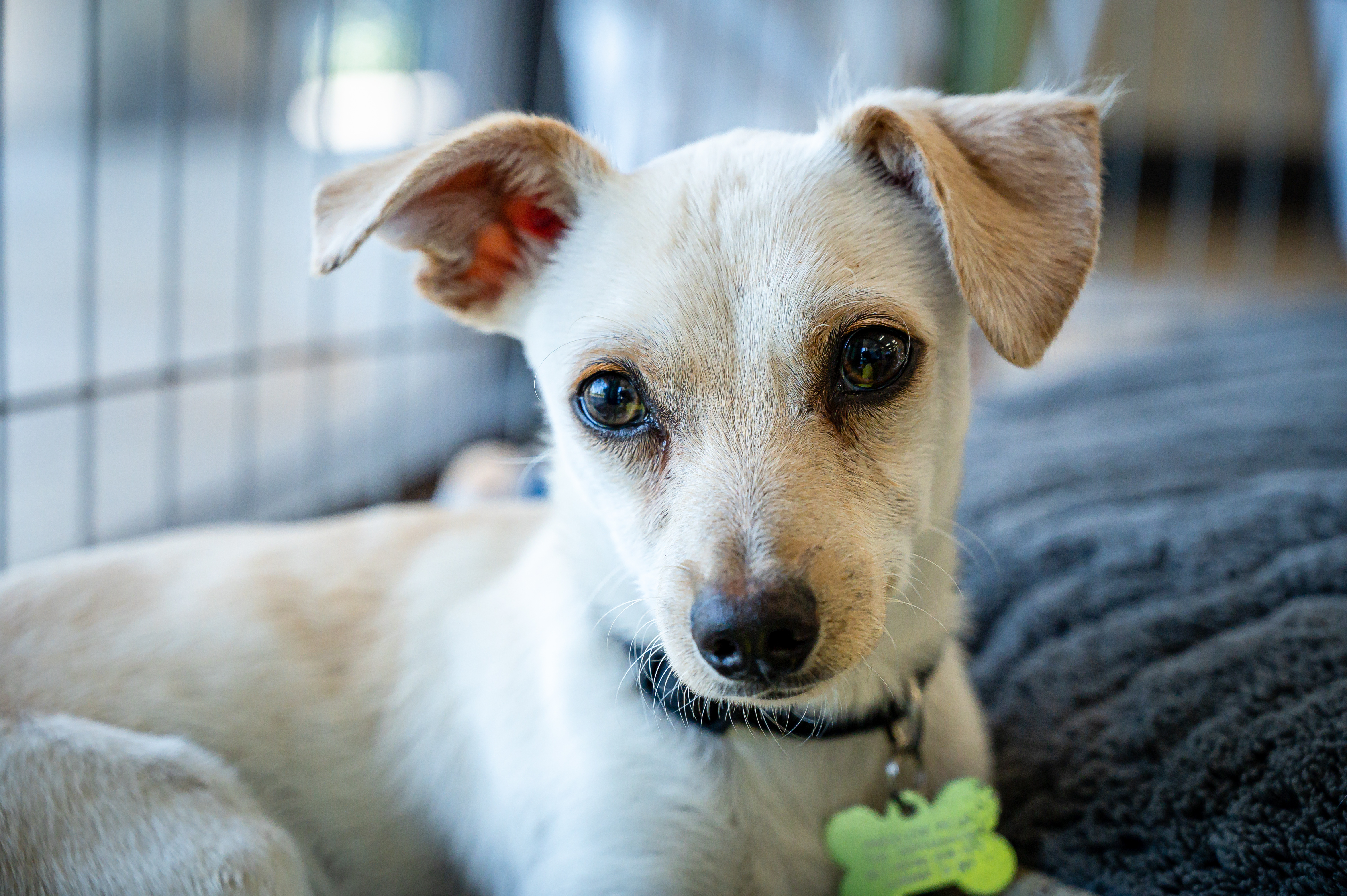 Rescued dogs looking for forever homes