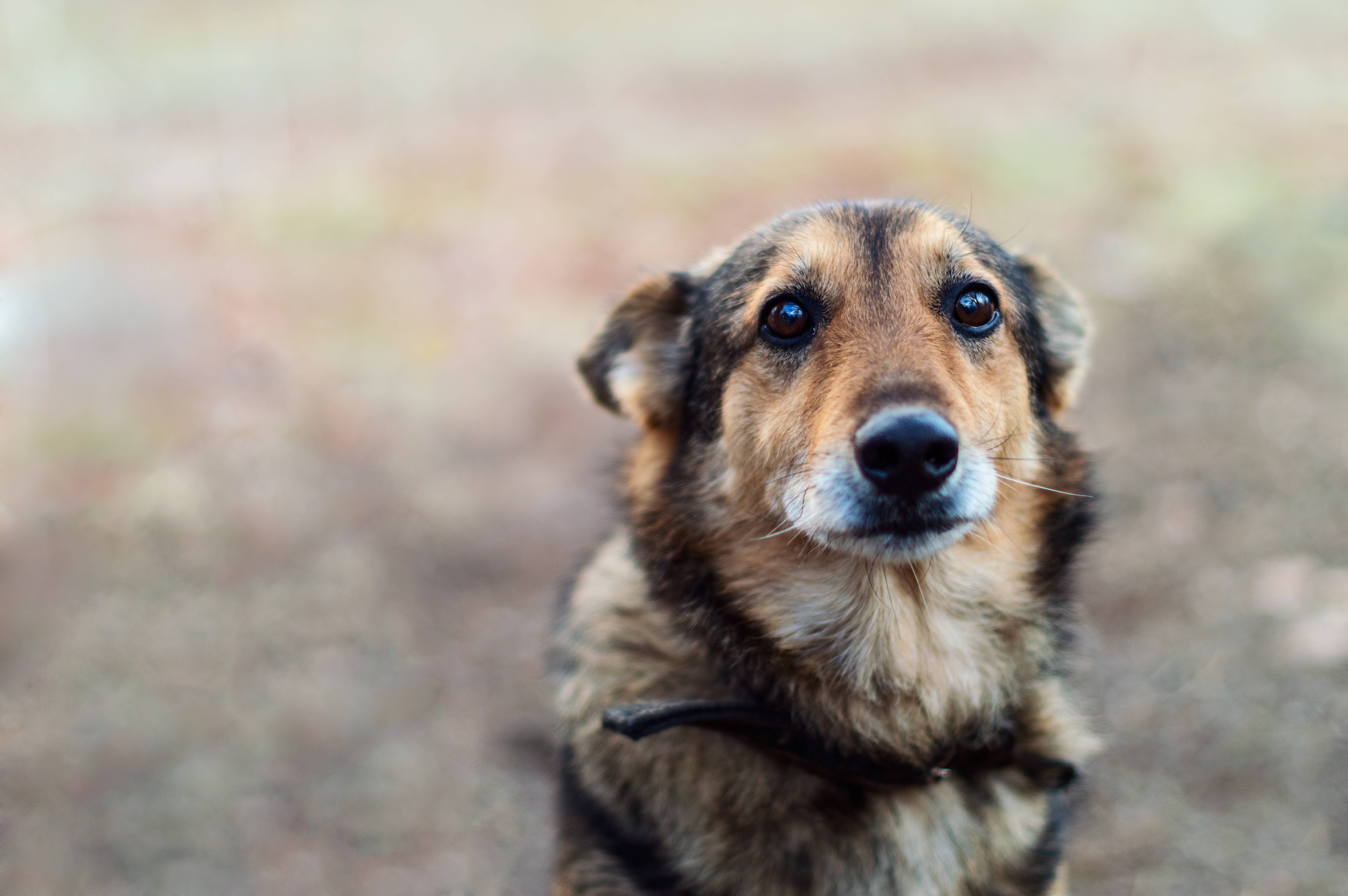 Ginger - dog available for adoption