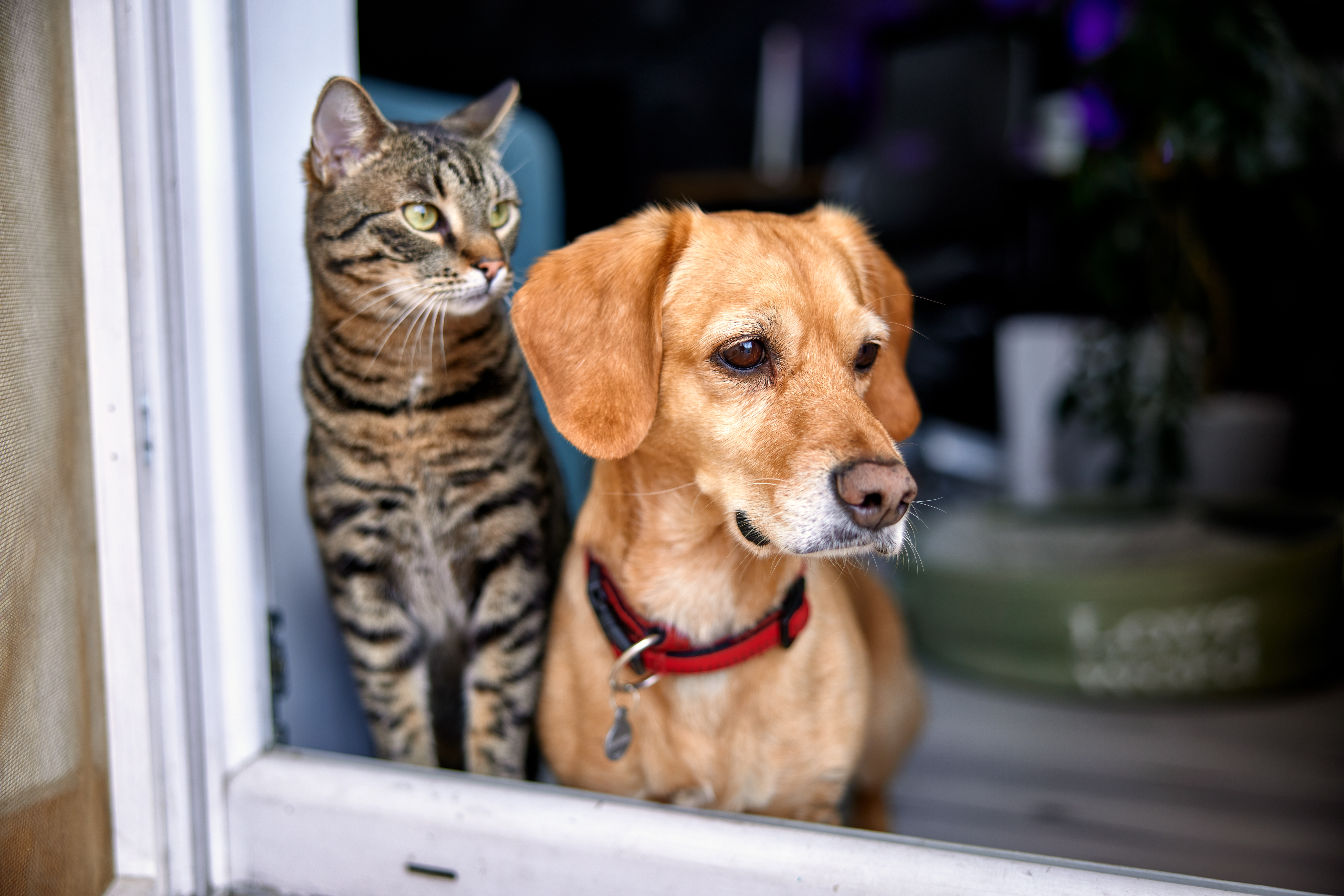 Rescued tabby cat and dog looking out together