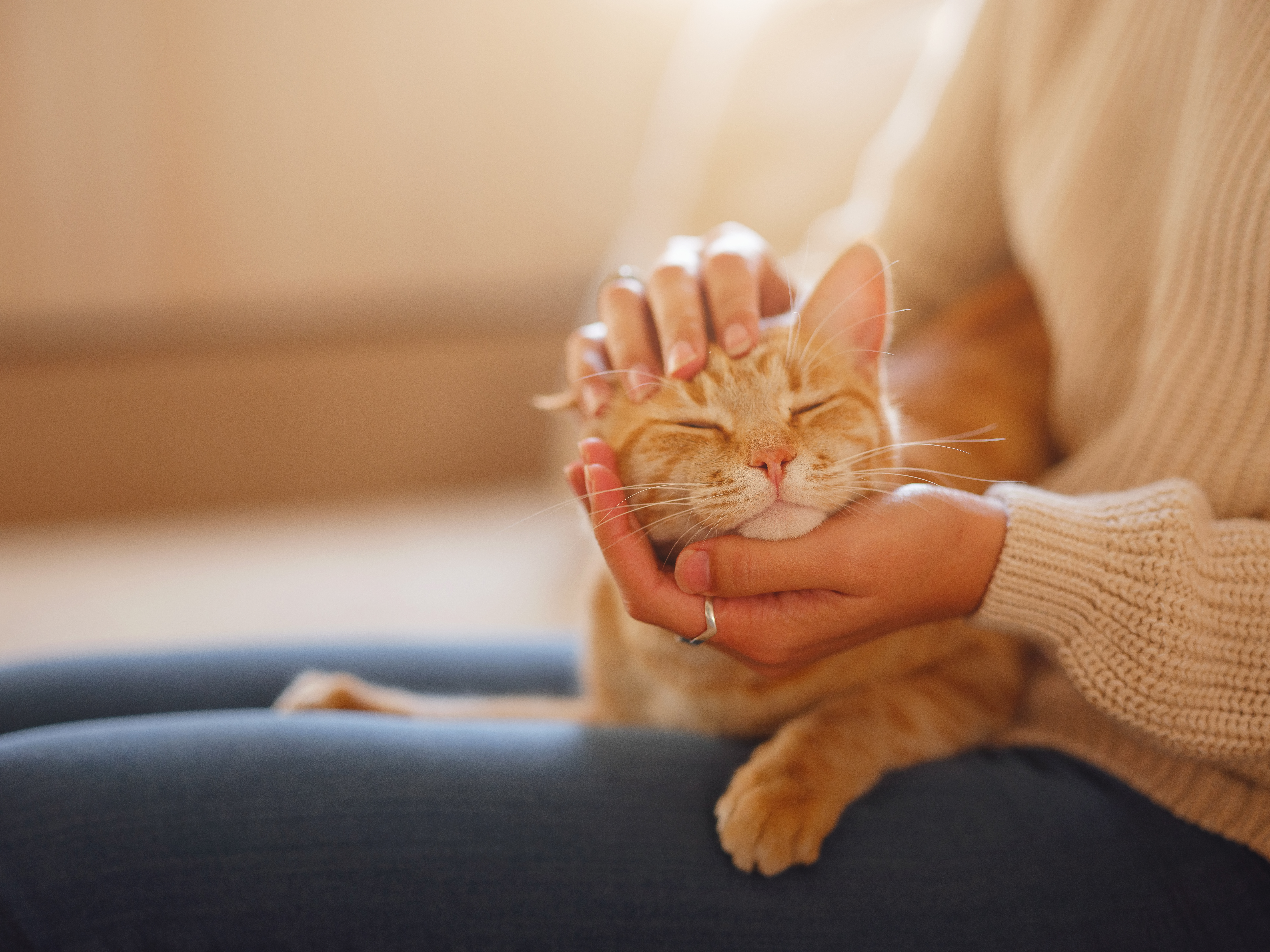 Rescued animals finding their forever homes