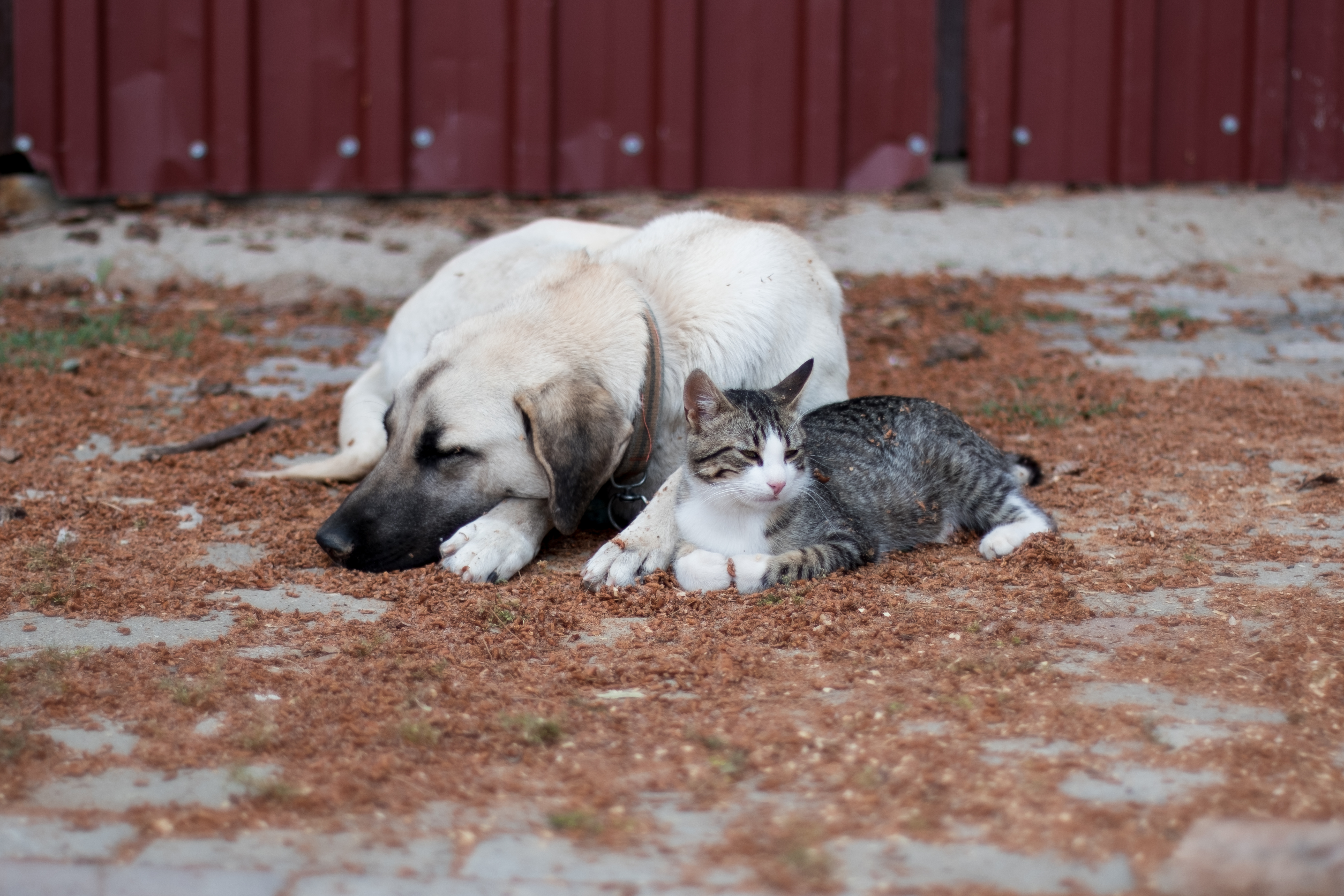 Rescued dogs looking for forever homes