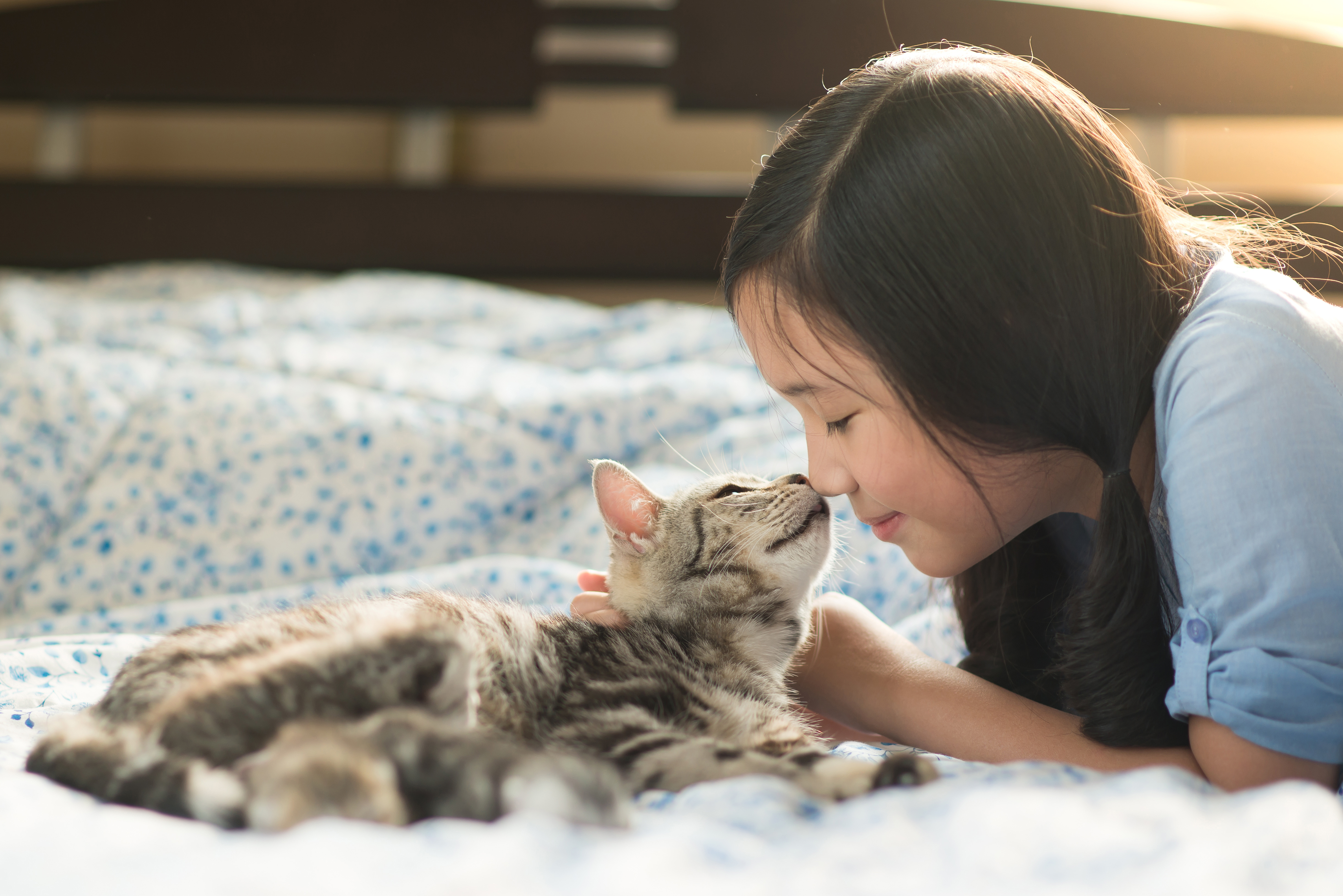 Girl bonding with rescued tabby cat